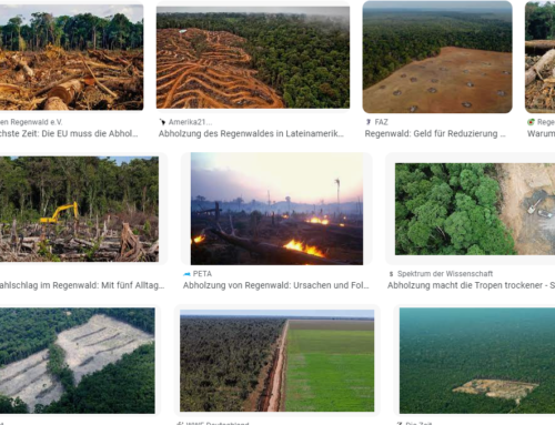 Amazonas-Staaten einigen sich nicht auf Schutz vor Abholzung